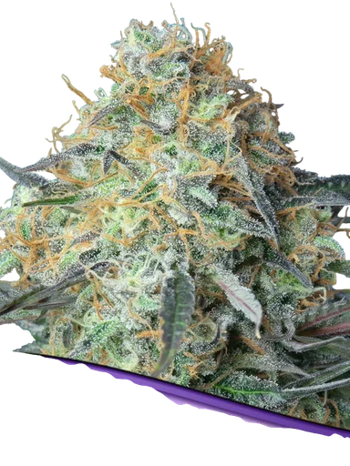 Rainbow Donut Auto
