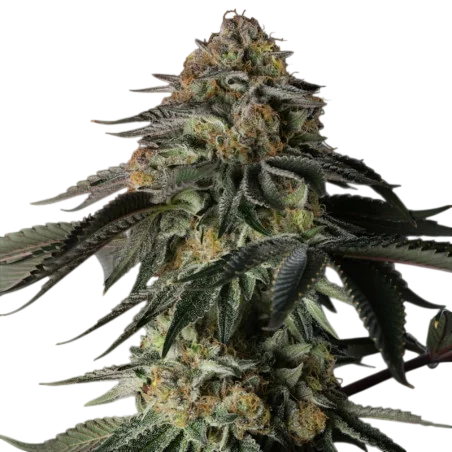 Rainbow Gas