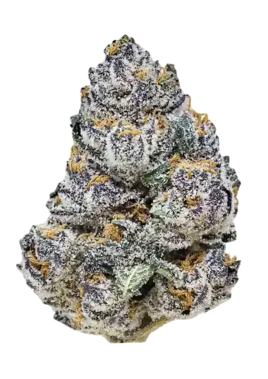 Rainbow Melon | PHOTOFEM | Fast Buds