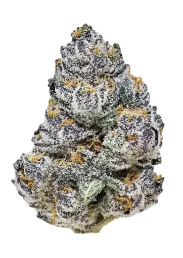 Rainbow Melon