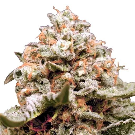 Rainbow Mints Auto