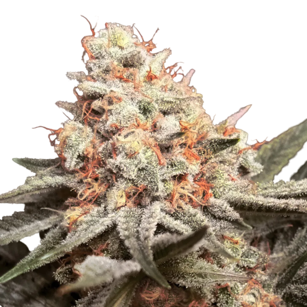 Rainbow Mints | PHOTOFEM | 00 Seeds