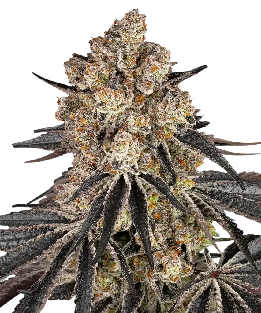 Rainbow Sherbet | PHOTOFEM | Barneys Farm