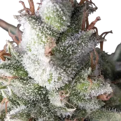 Ramses Auto | AUTOFEM | Pyramid Seeds