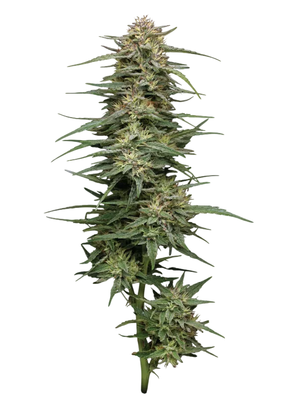 Raspberry Parfait | PHOTOFEM | Humboldt Seed Co.