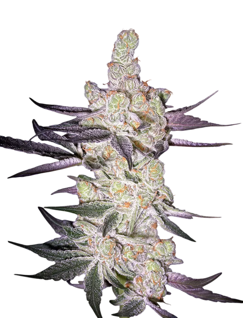 Razuberi | PHOTOFEM | Greenhouse Seed Co.