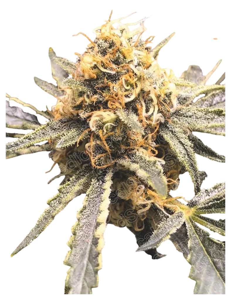 Recovery CBD | PHOTOFEM | Medical Seeds
