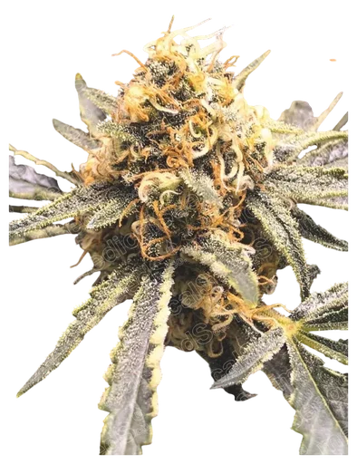 Recovery CBD