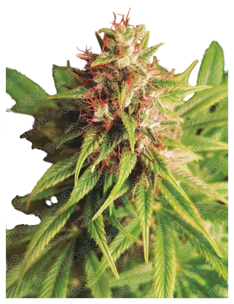 Red Cross CBD | PHOTOFEM | Medical Seeds