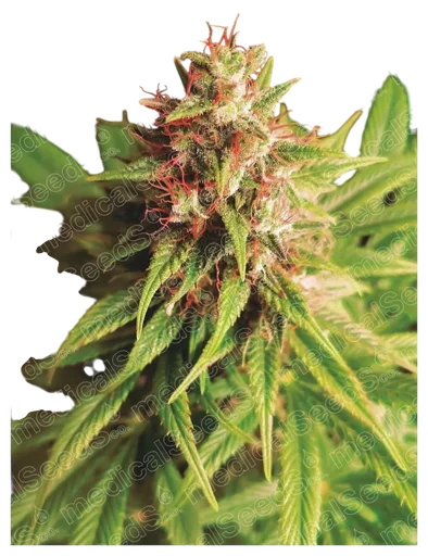 Red Cross CBD
