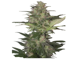 Red Dwarf Auto