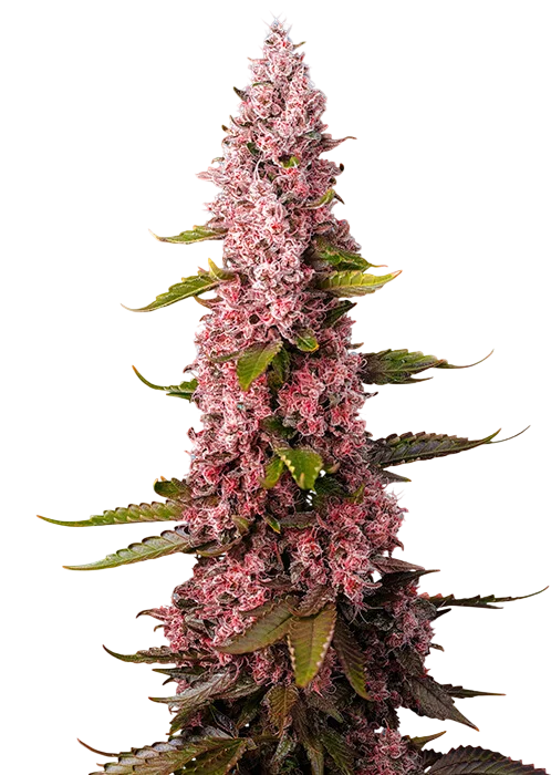 Red Hot Muffin | PHOTOFEM | Sweet Seeds