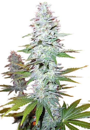 Black Widow | PHOTOREG | Mr. Nice Seedbank
