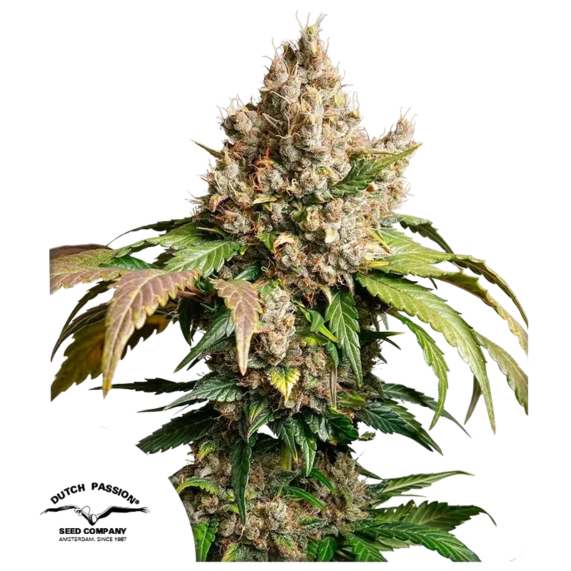 Red Tropicana Cookies Auto | AUTOFEM | Dutch Passion