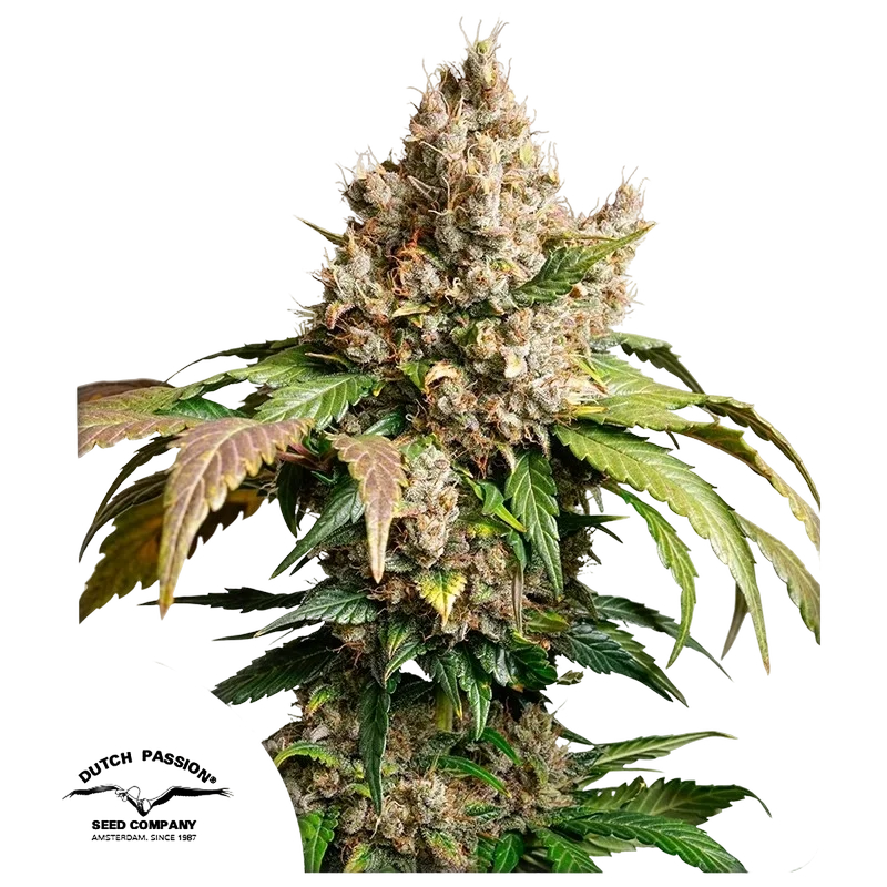 Red Tropicana Cookies Auto | AUTOFEM | Dutch Passion