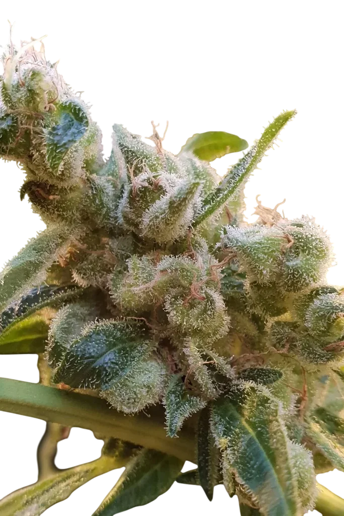 Relax CBD – Produktansicht
