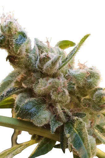 Relax CBD