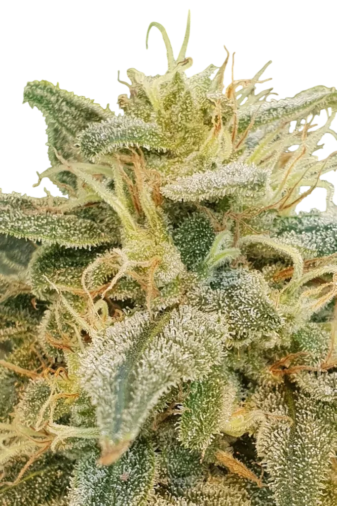 Relief CBD – Produktansicht