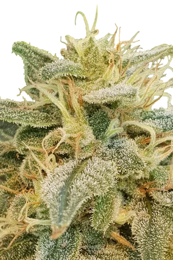 Relief CBD