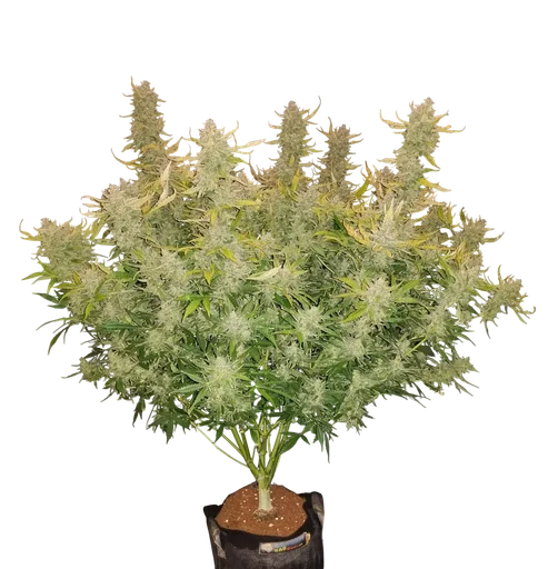 Rhino Ryder Auto