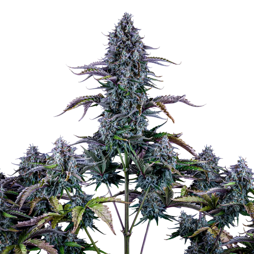 Ripleys OG Auto | AUTOFEM | Mephisto Genetics