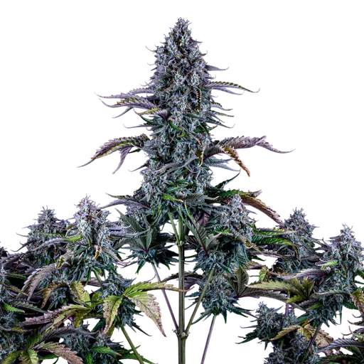 Ripleys OG Auto | AUTOFEM | Mephisto Genetics
