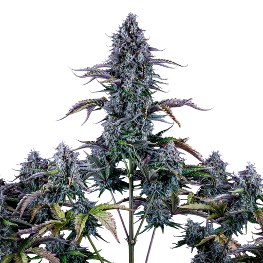 Ripleys OG Auto