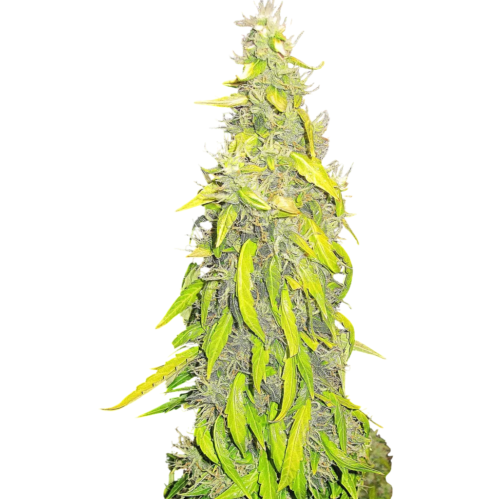 Rock Machine Auto | AUTOFEM | Doctors Choice