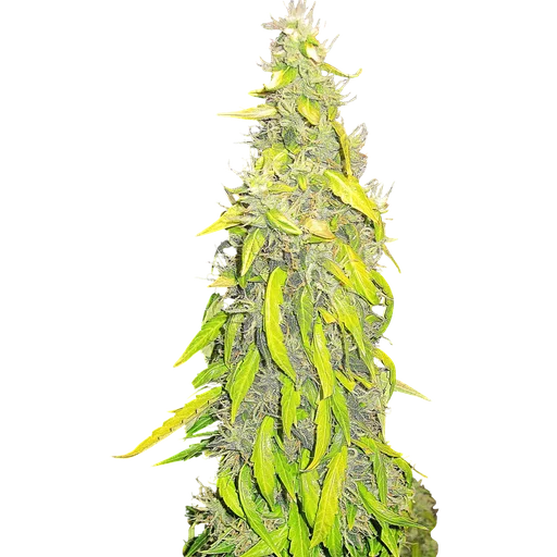 Rock Machine Auto