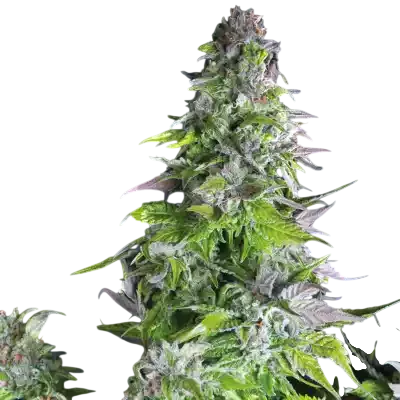 Romulan | PHOTOFEM | Pyramid Seeds