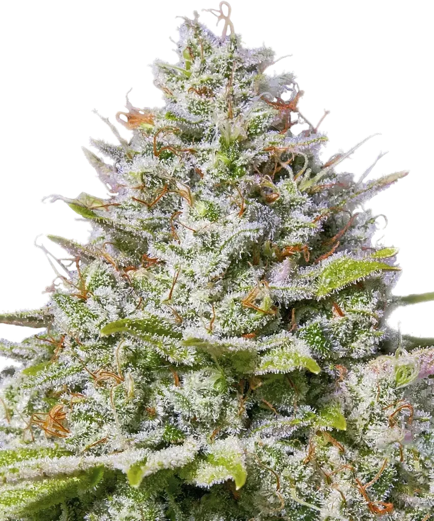 Blue Gelato 41 | PHOTOFEM | Barneys Farm