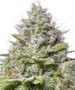 Blue Gelato 41 | PHOTOFEM | Barneys Farm