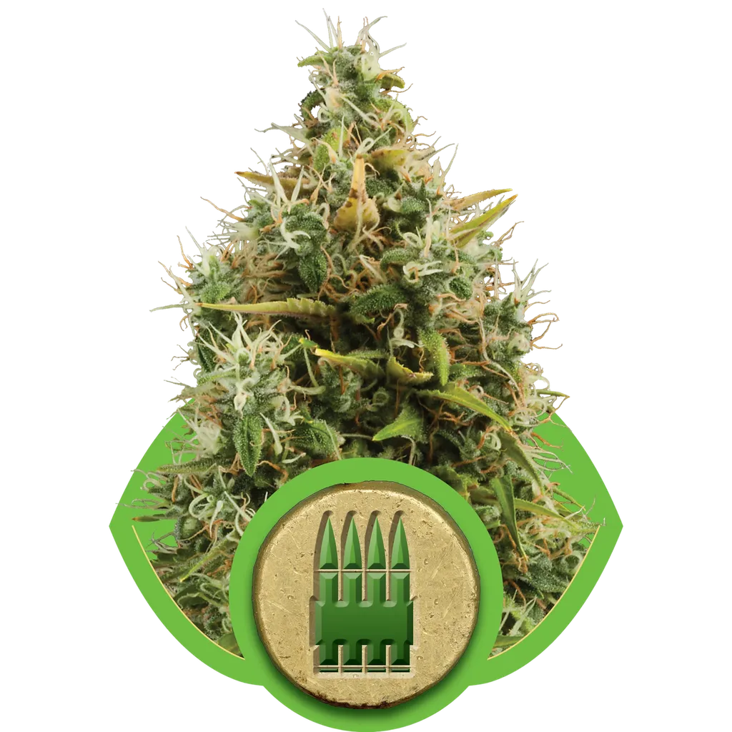 Royal AK Auto | AUTOFEM | Royal Queen Seeds