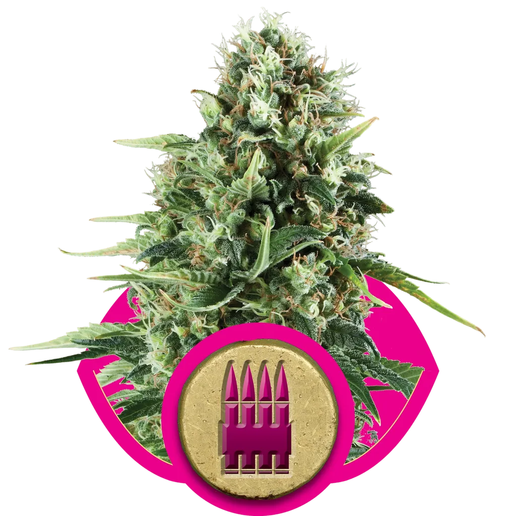 Royal AK | PHOTOFEM | Royal Queen Seeds