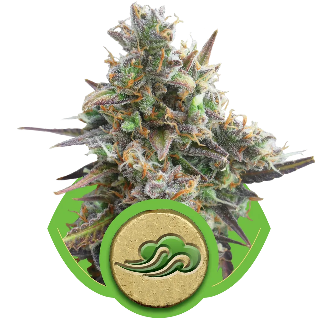 Royal Bluematic Auto | AUTOFEM | Royal Queen Seeds