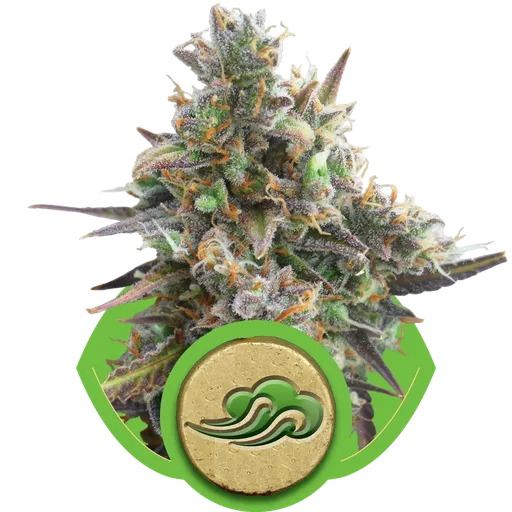 Royal Bluematic Auto