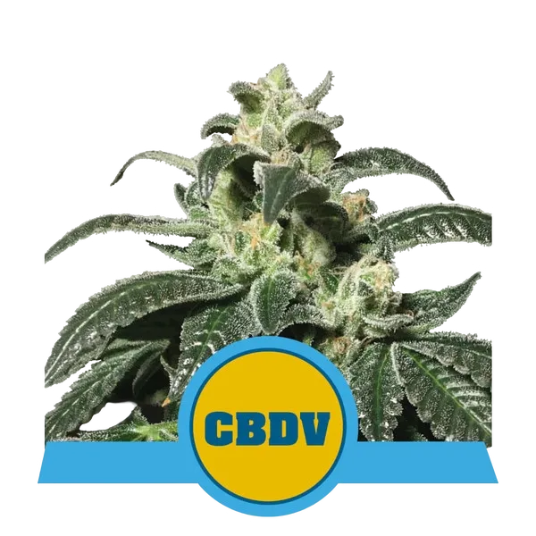 Royal CBDV Auto | AUTOFEM | Royal Queen Seeds