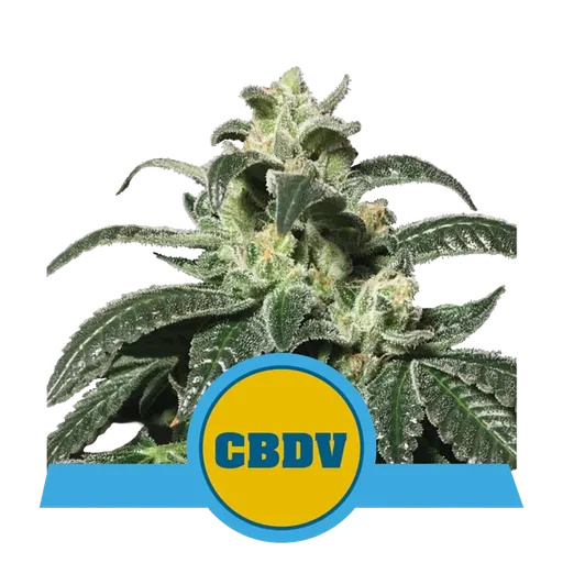 Royal CBDV Auto
