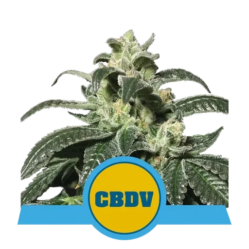Royal CBDV Auto