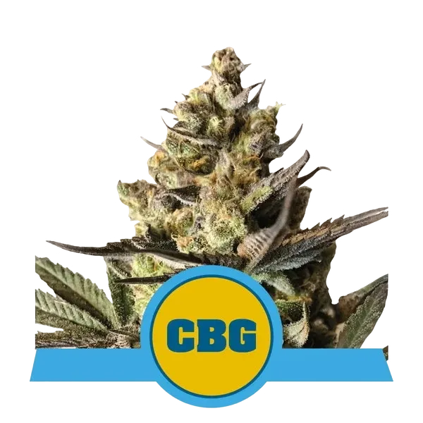 Royal CBG Auto | AUTOFEM | Royal Queen Seeds