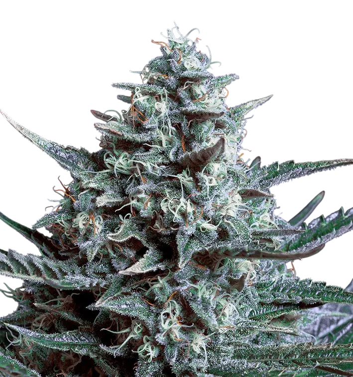 Blubonik | PHOTOFEM | Genehtik Seeds