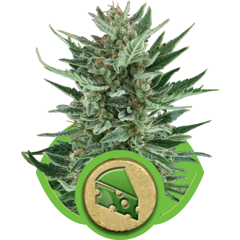 Royal Cheese Auto | AUTOFEM | Royal Queen Seeds