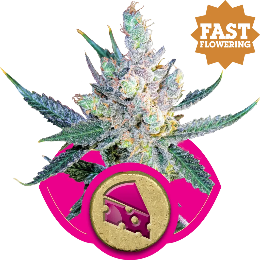 Royal Cheese FAST Version | PHOTOFEM | Royal Queen Seeds