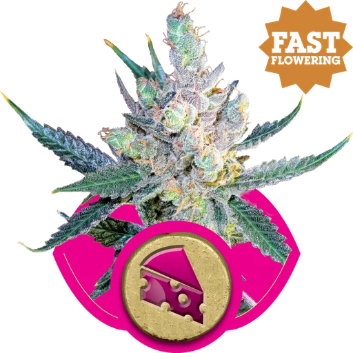 Royal Cheese FAST Version