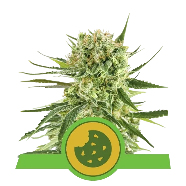 Royal Cookies Auto | AUTOFEM | Royal Queen Seeds