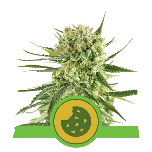 Royal Cookies Auto