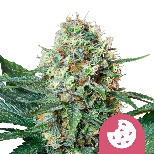 Royal Cookies | PHOTOFEM | Royal Queen Seeds