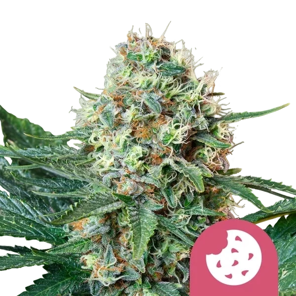 Royal Cookies | PHOTOFEM | Royal Queen Seeds
