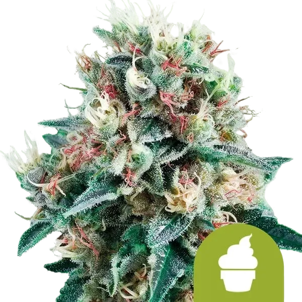 Royal Creamatic Auto | AUTOFEM | Royal Queen Seeds