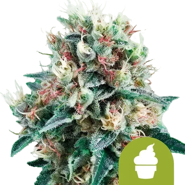 Royal Creamatic Auto | AUTOFEM | Royal Queen Seeds